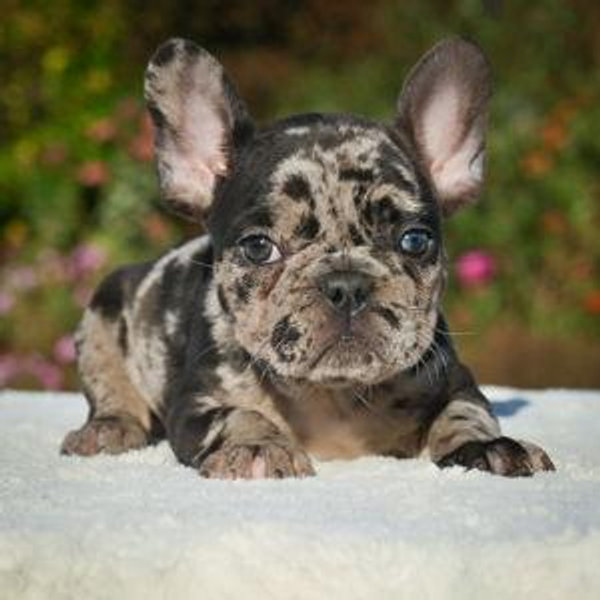 Our New Puppy<3