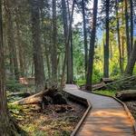 Trail of the Cedars Nature Trailhead