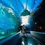 Maui Ocean Center, The Aquarium of Hawaii