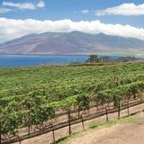 Ulupalakua Ranch