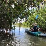 Cocoa Kayaking (Thousand Islands)