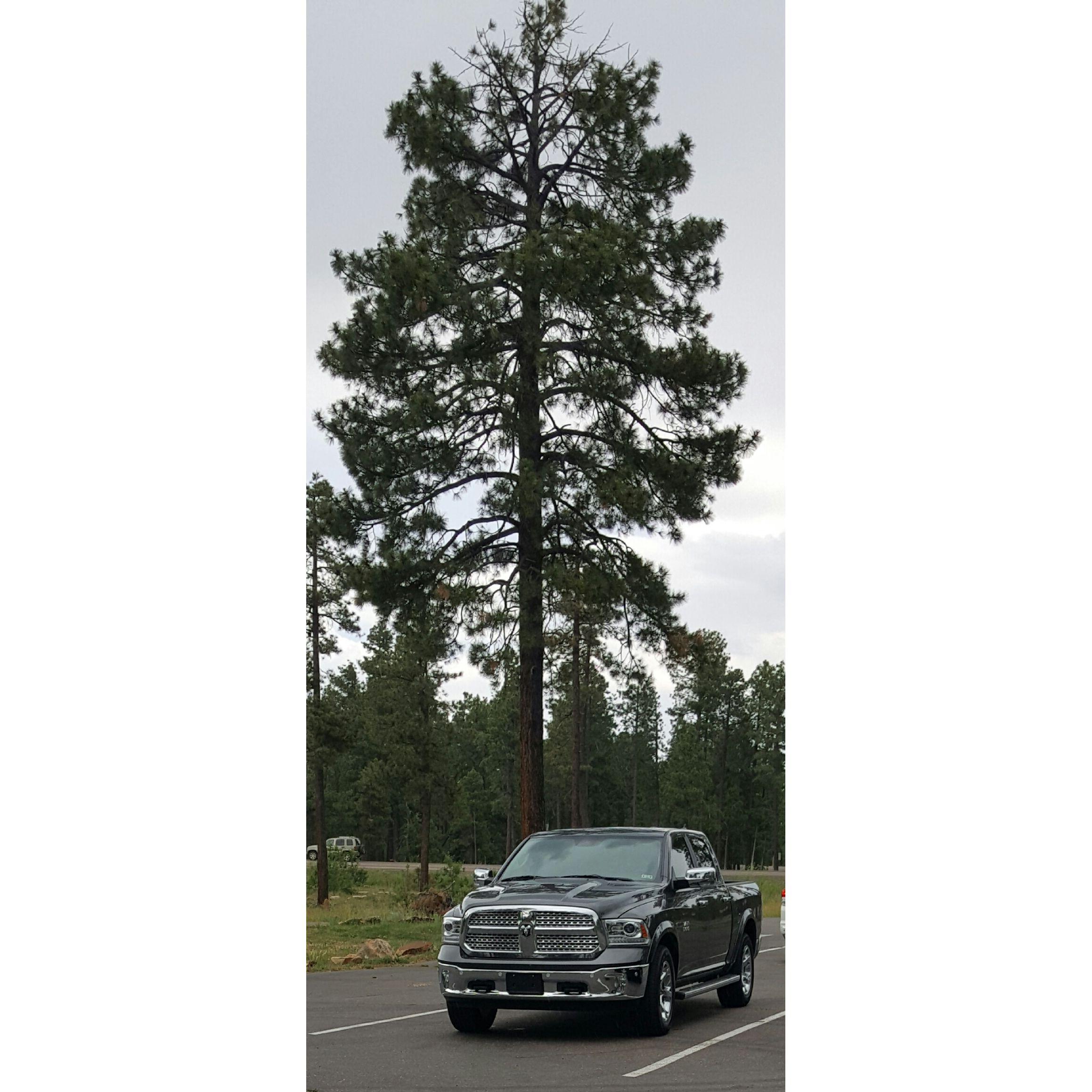 2016, Mogollon Rim, AZ - my new truck on a roadtrip