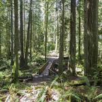 The Grand Forest