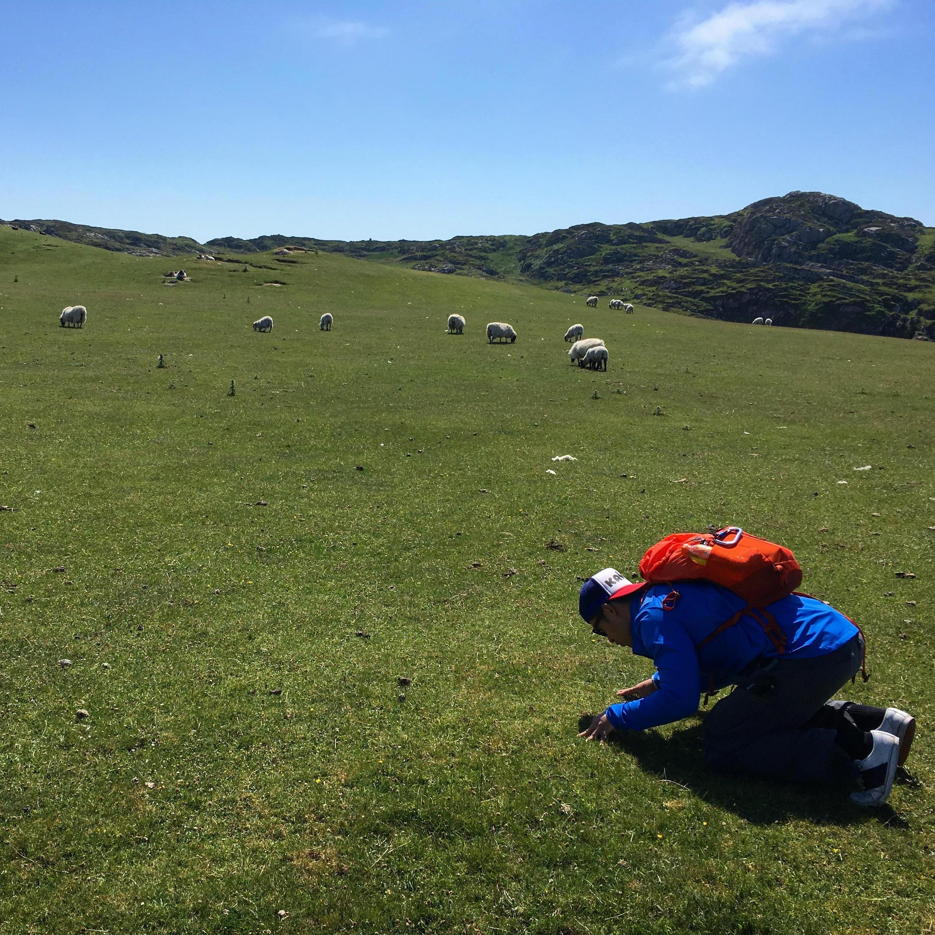Black sheep trying to belong