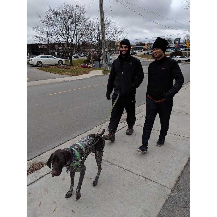 Gus taking the Bahrami brothers for a walk