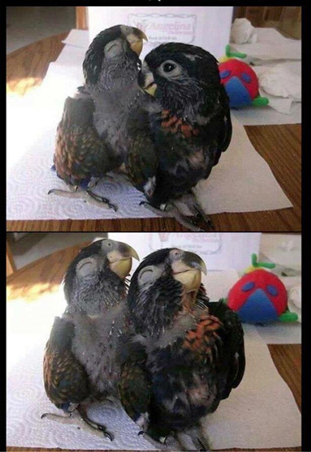 Come on Joe pose with me