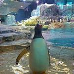 Detroit Zoo