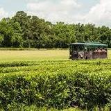 Charleston Tea Garden