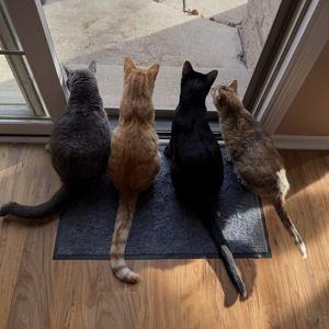 Animal Shelter Fund