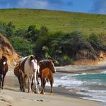 Vieques