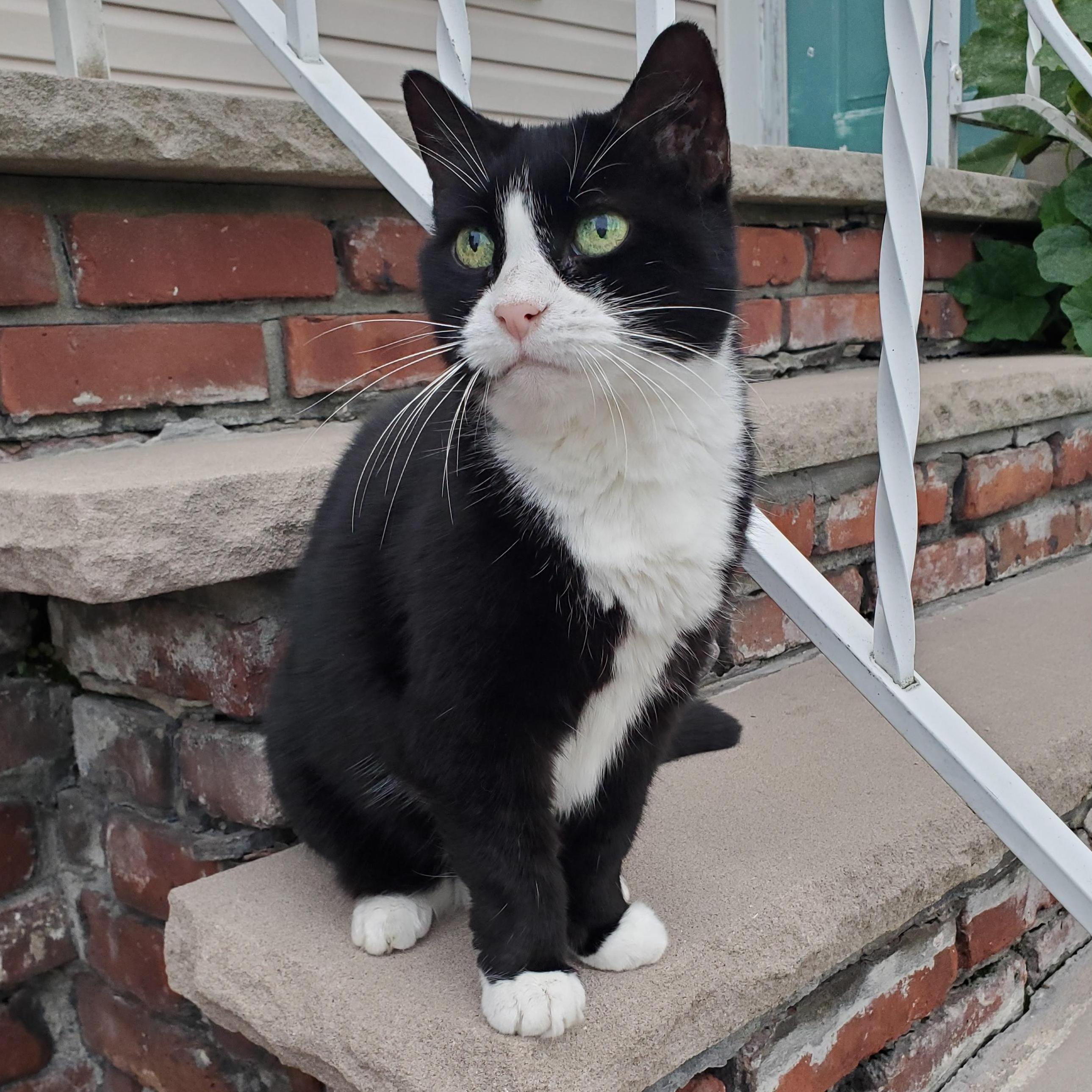 Our cat Mew. Stephanie adopted her from her brother Richard's friend in 2004 as a baby. She just turned 16 years old on August 31st.