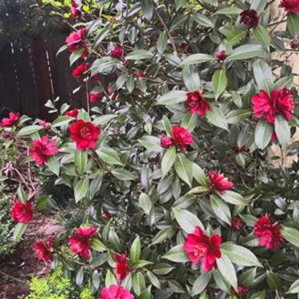 Camellia for the Garden