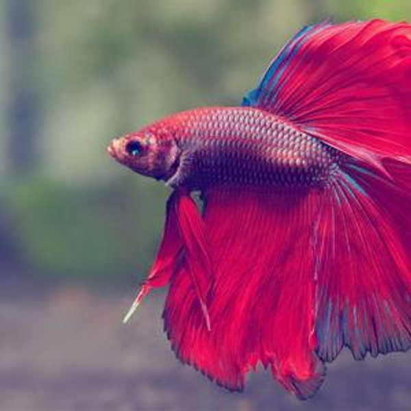 Fish Fund