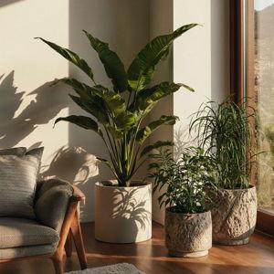 House plants