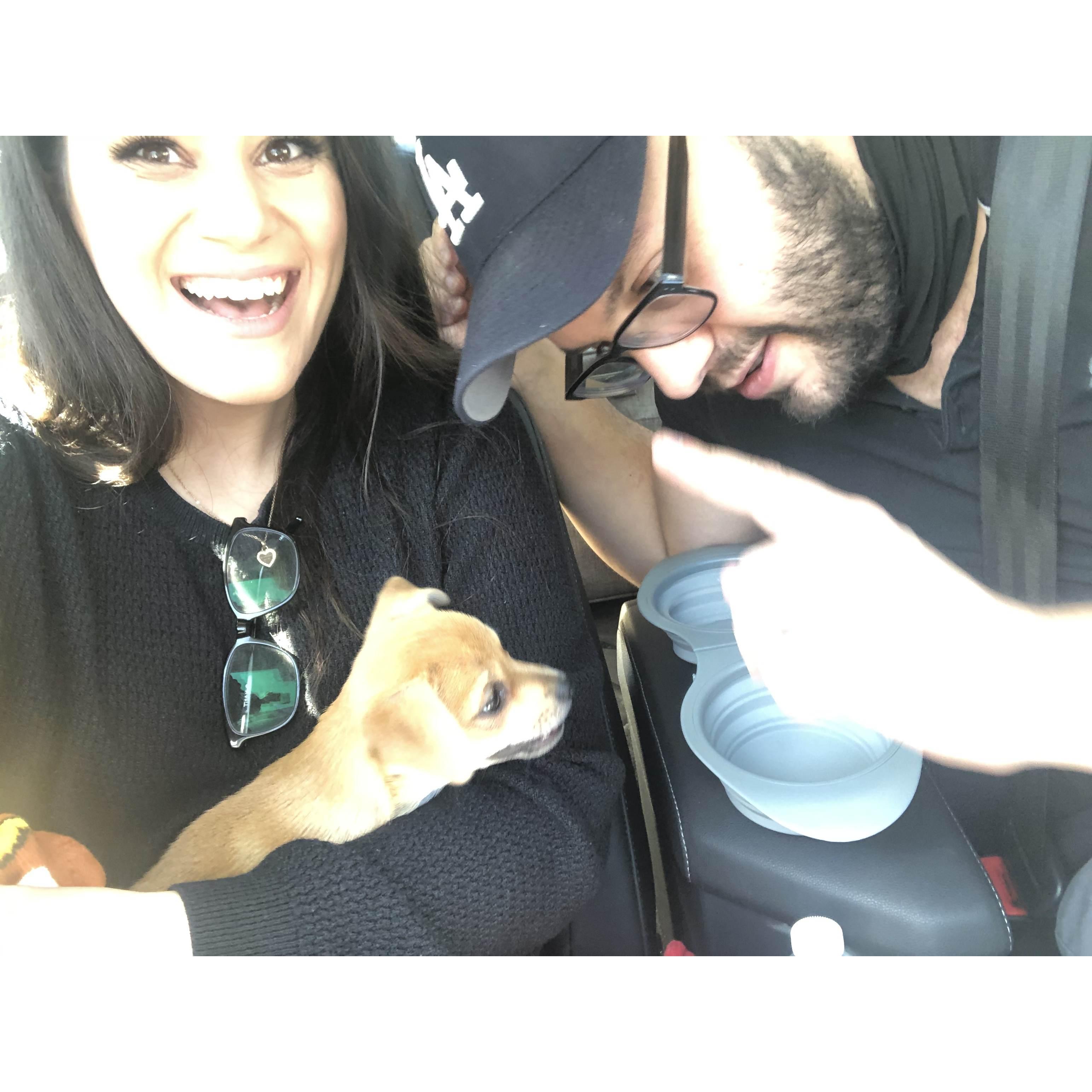 The day we got Oscar! Roy clearly couldn't wait to start training him haha!