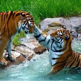 Minnesota Zoo