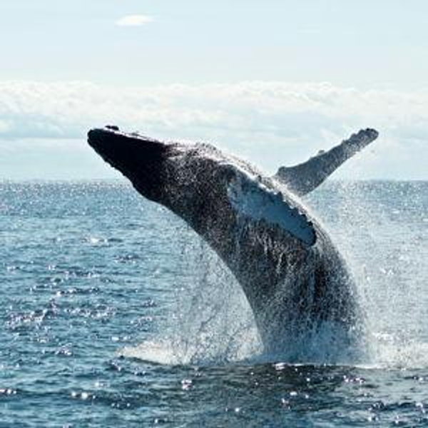 Whale Watching Excursion
