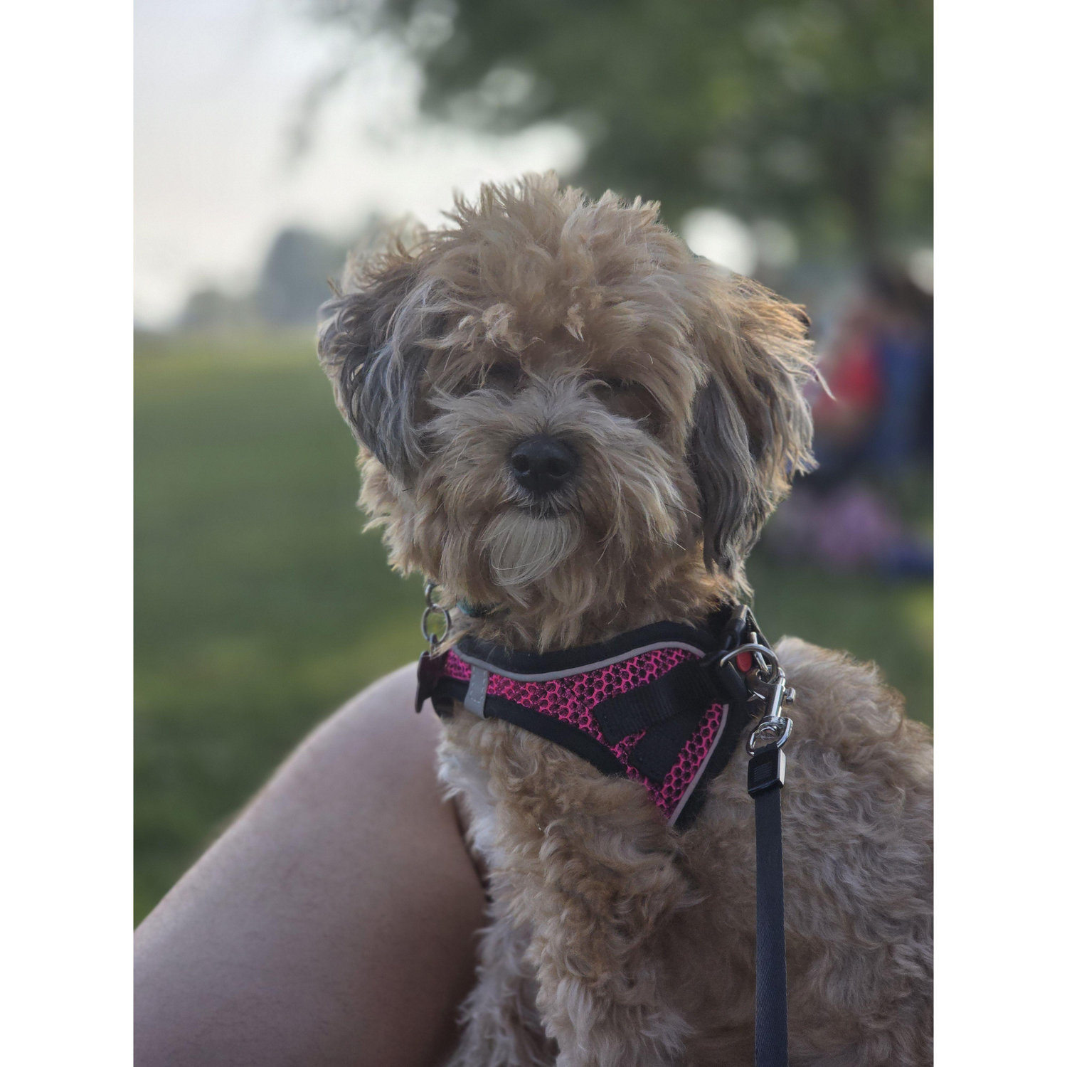 Roxy