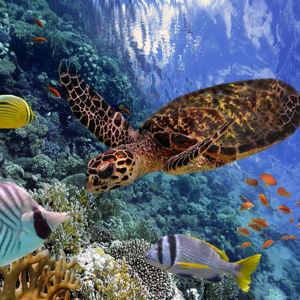 Snorkeling Adventure for Two