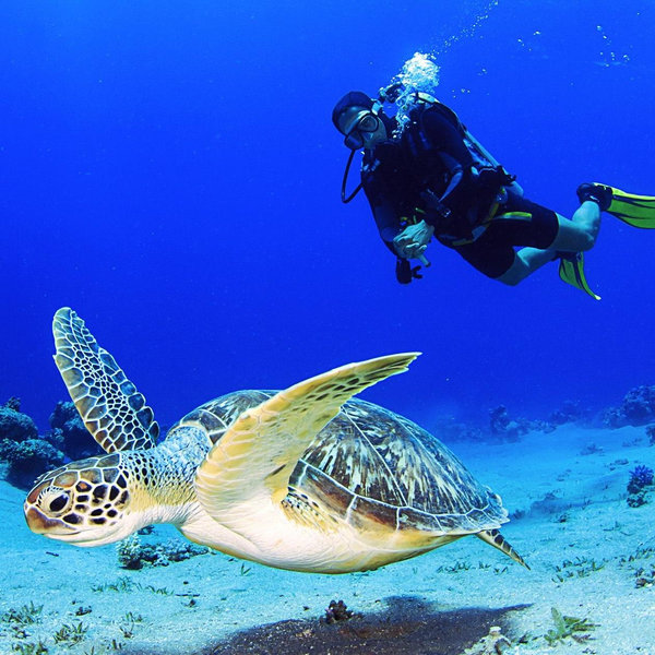 Guided Scuba Dive For Two