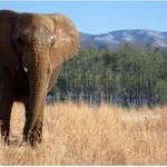 Natural Bridge Zoo