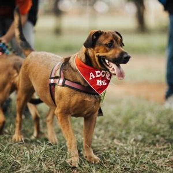 Donations to Auburn Valley Humane Society