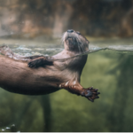 South Carolina Aquarium