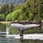 Whale Watching Tours