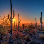 Saguaro National Park West