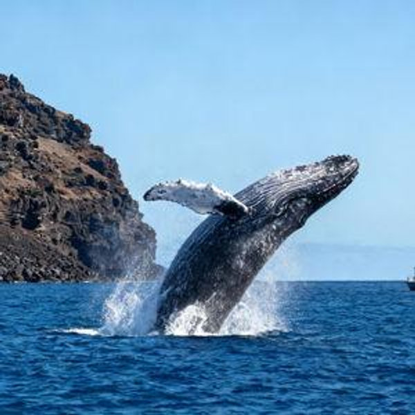 Honeymoon Whale Watching