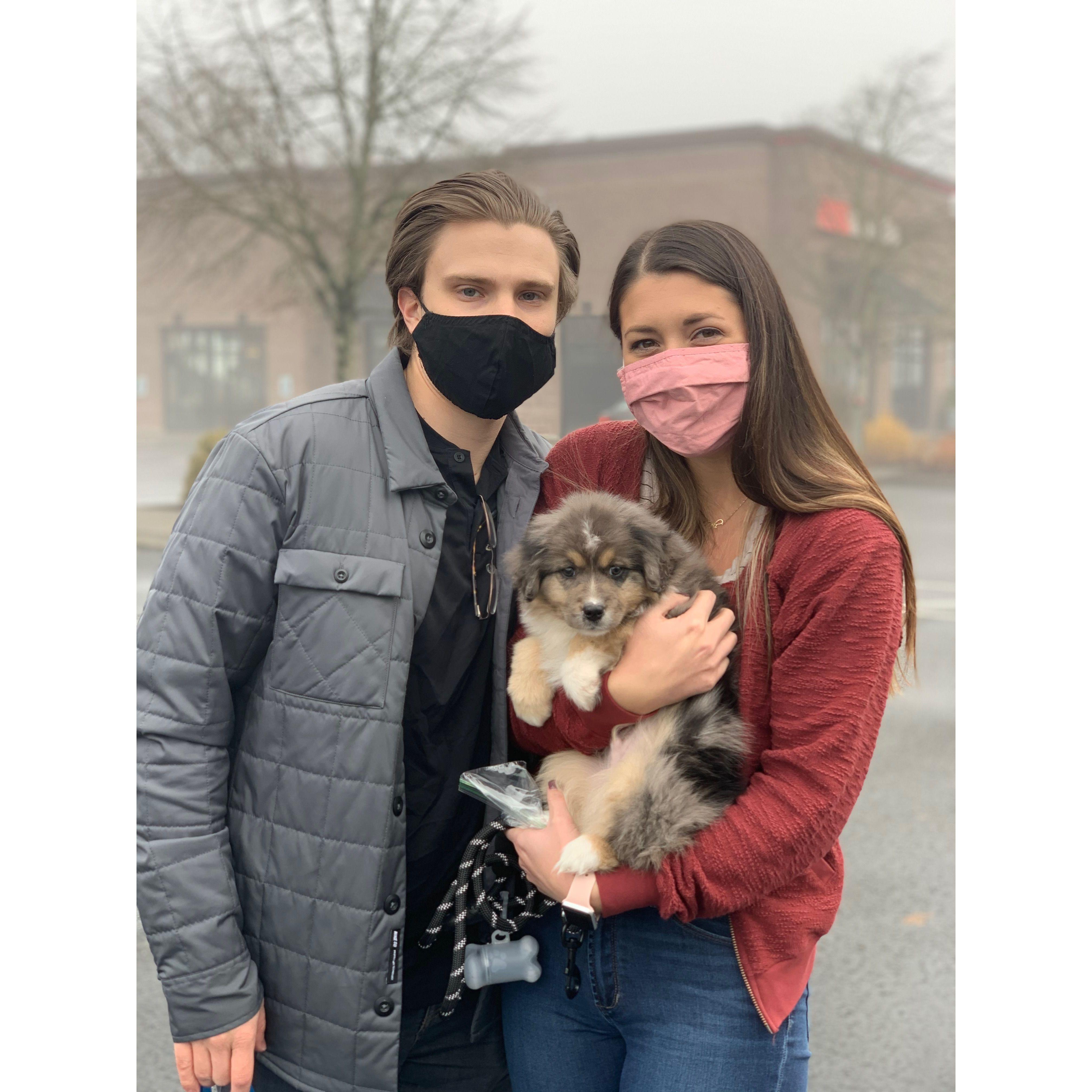 Bringing Ranger home, November 2020