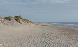Pea Island Wildlife Preserve