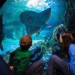 Newport Aquarium