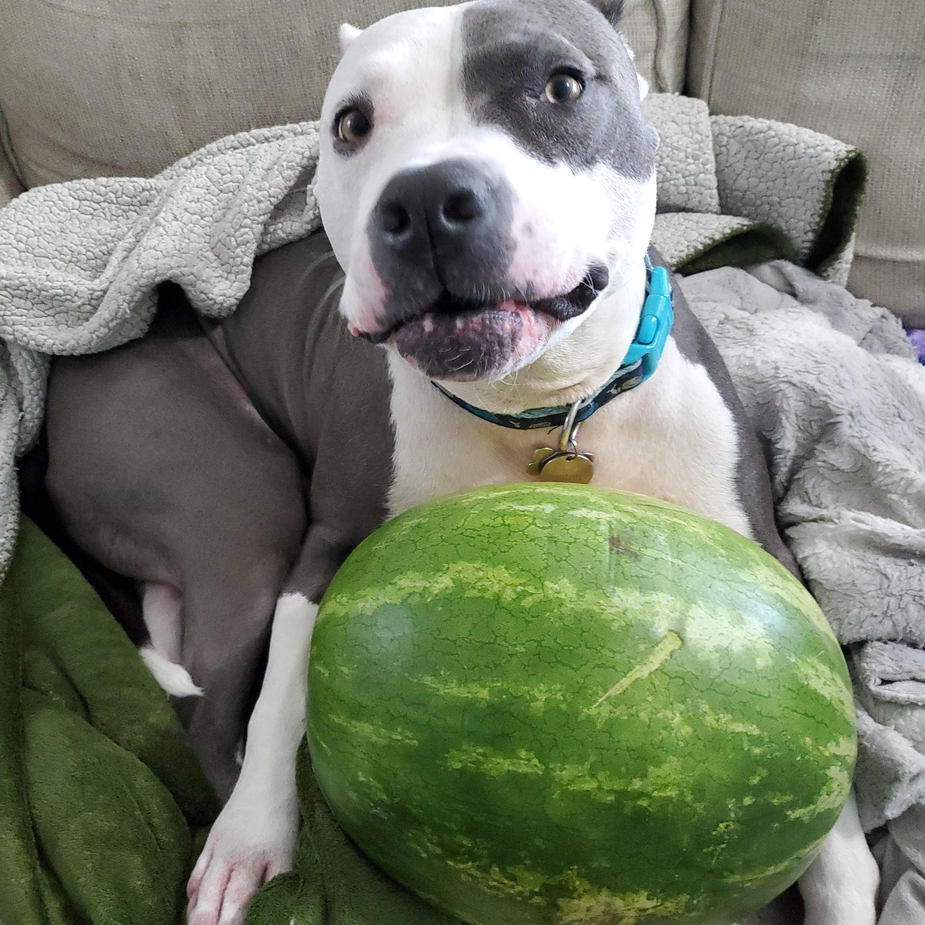 Orion really likes watermelon and Cara just wanted everyone to see this picture.