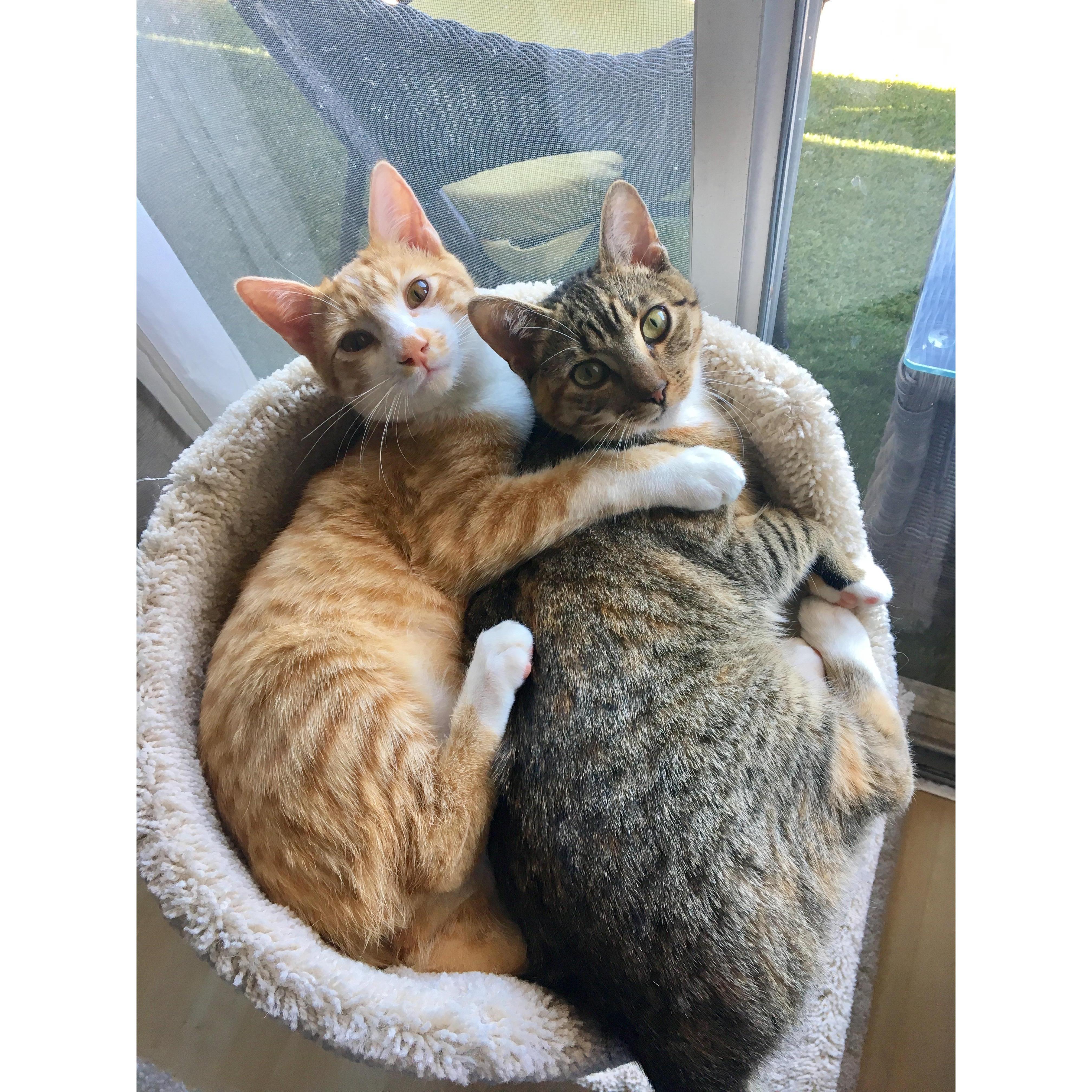 Our kittens!