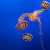Monterey Bay Aquarium