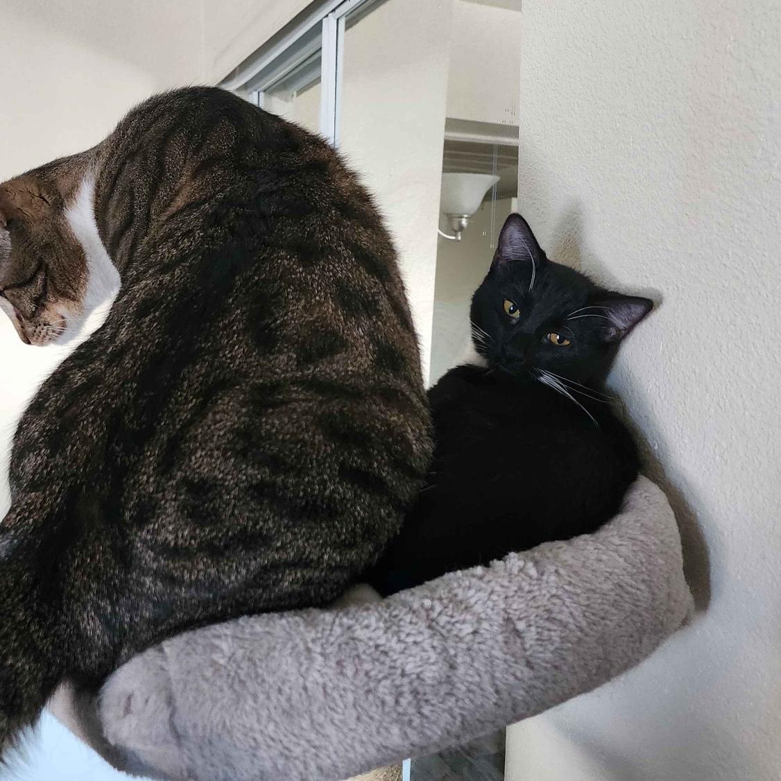 Hobbes sitting on Amelie