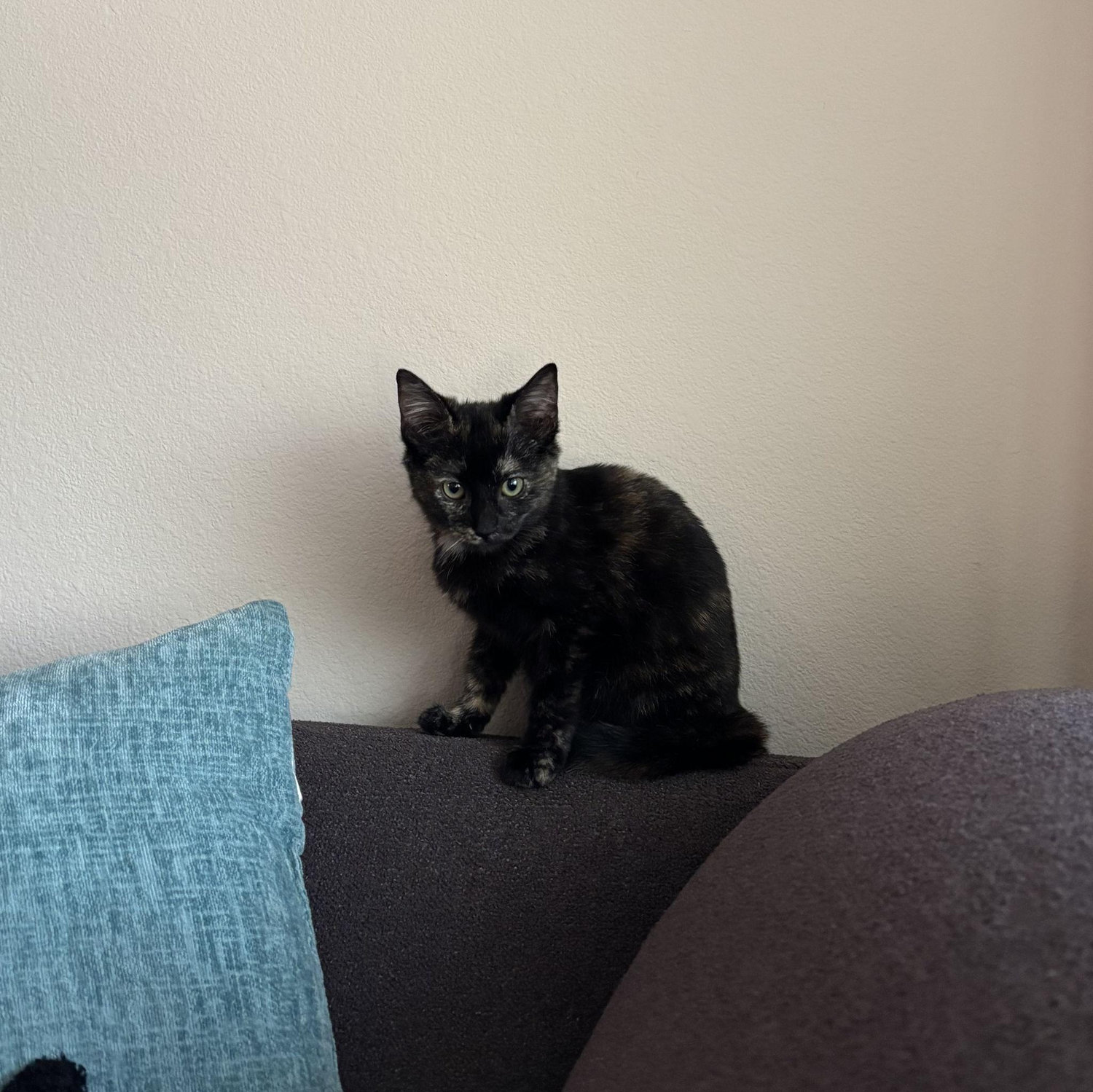 Our first cat, Minou