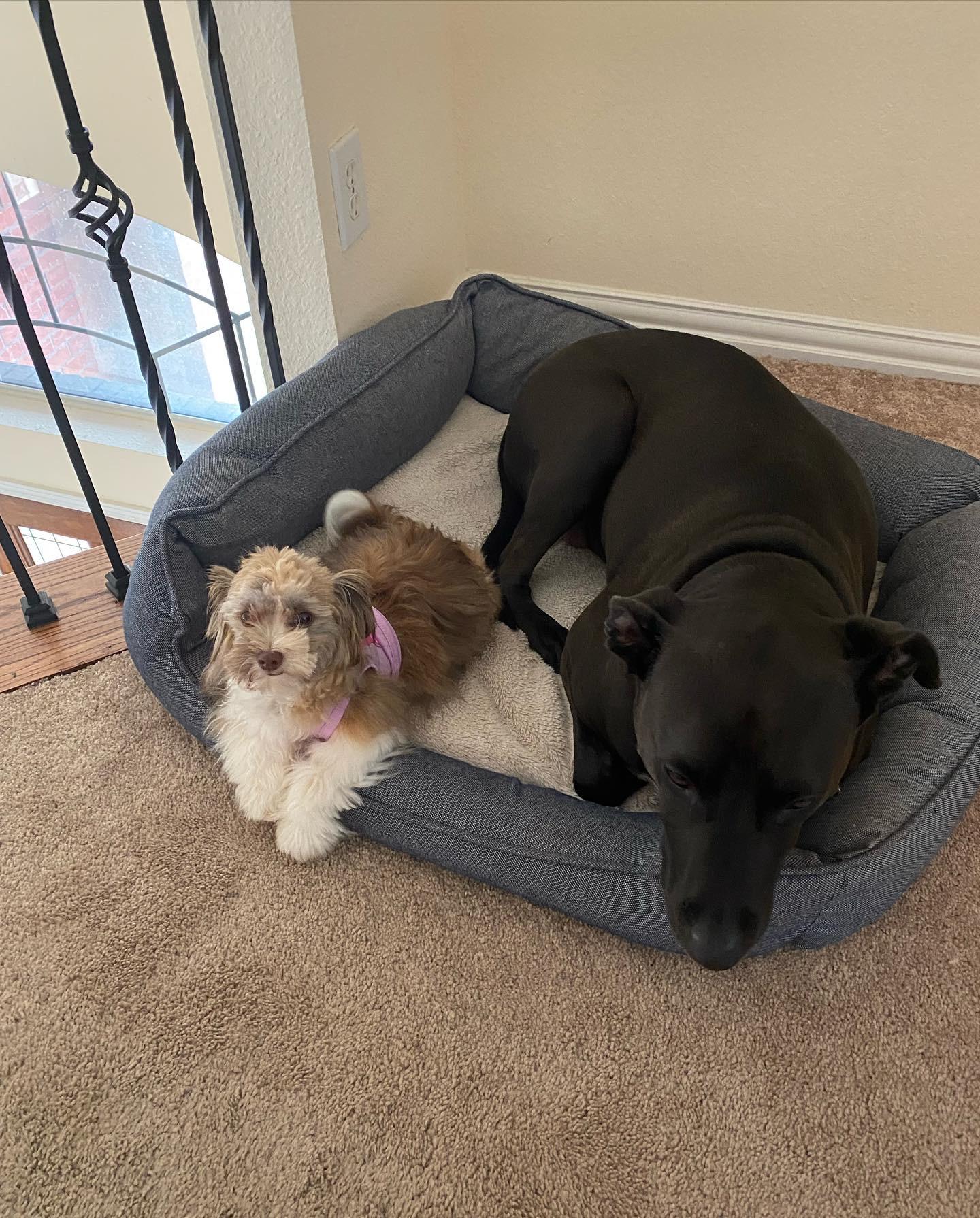 Duke & Duchess in Duke's guard post. Duke thinks he is a guard dog