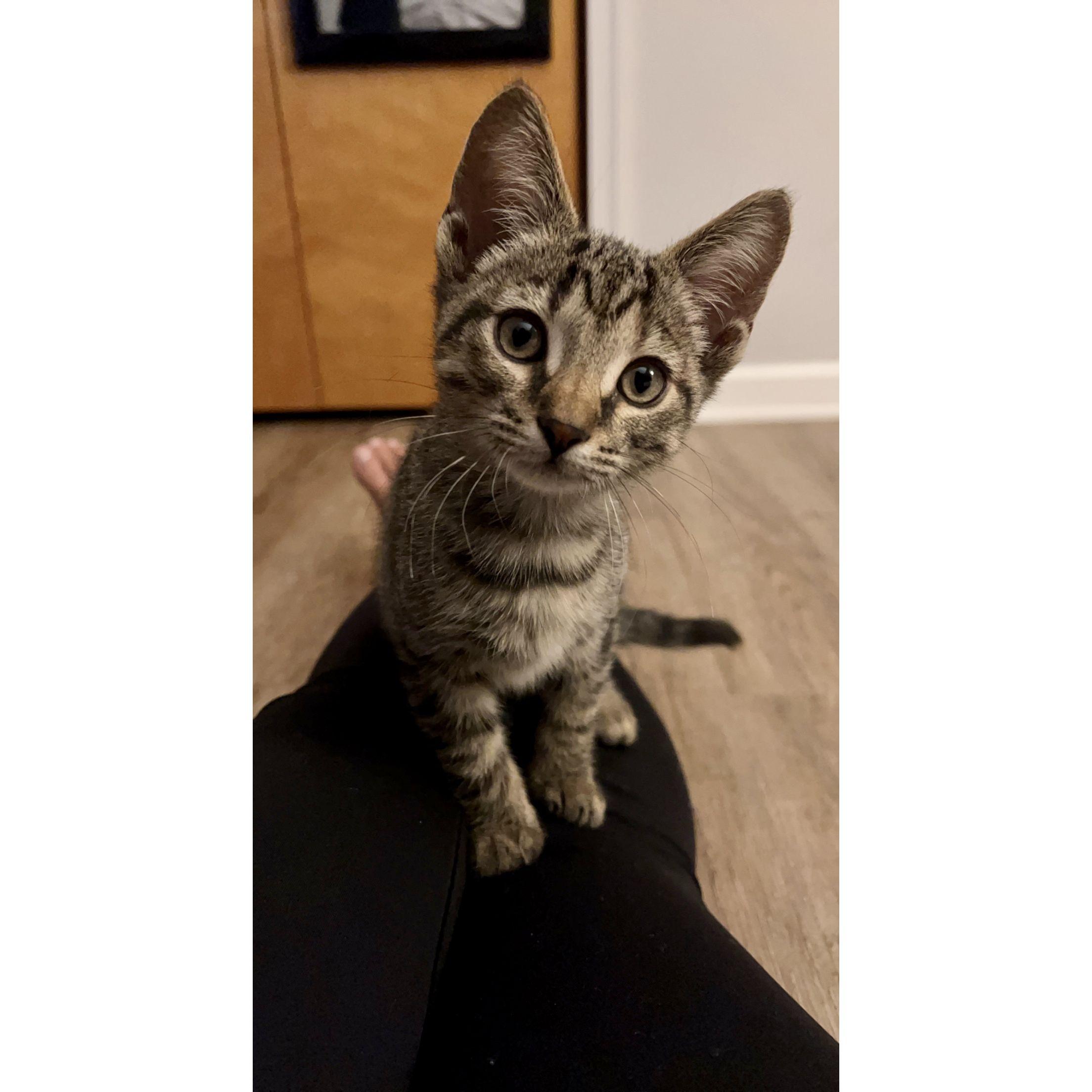 We got our first cat together- 8/28/2022