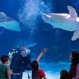 Newport Aquarium