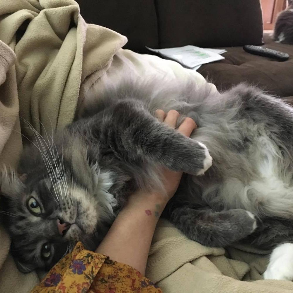 Belly rubs for our "alpha", Sirius