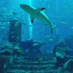 The Lost Chambers Aquarium