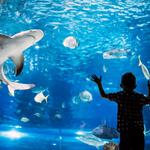 Audubon Aquarium