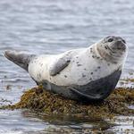 Seal Watching Cruise