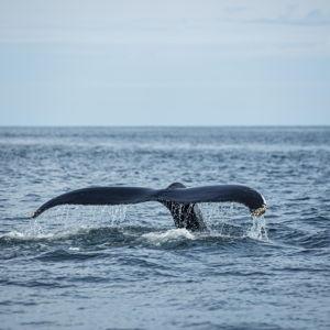 Honeymoon Whale Watching Excursion