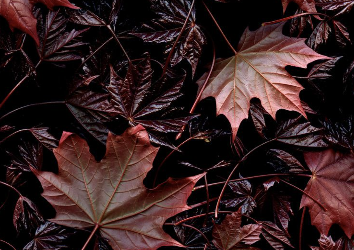 The Wedding Website of Breanna Schug and Cole Inderlee