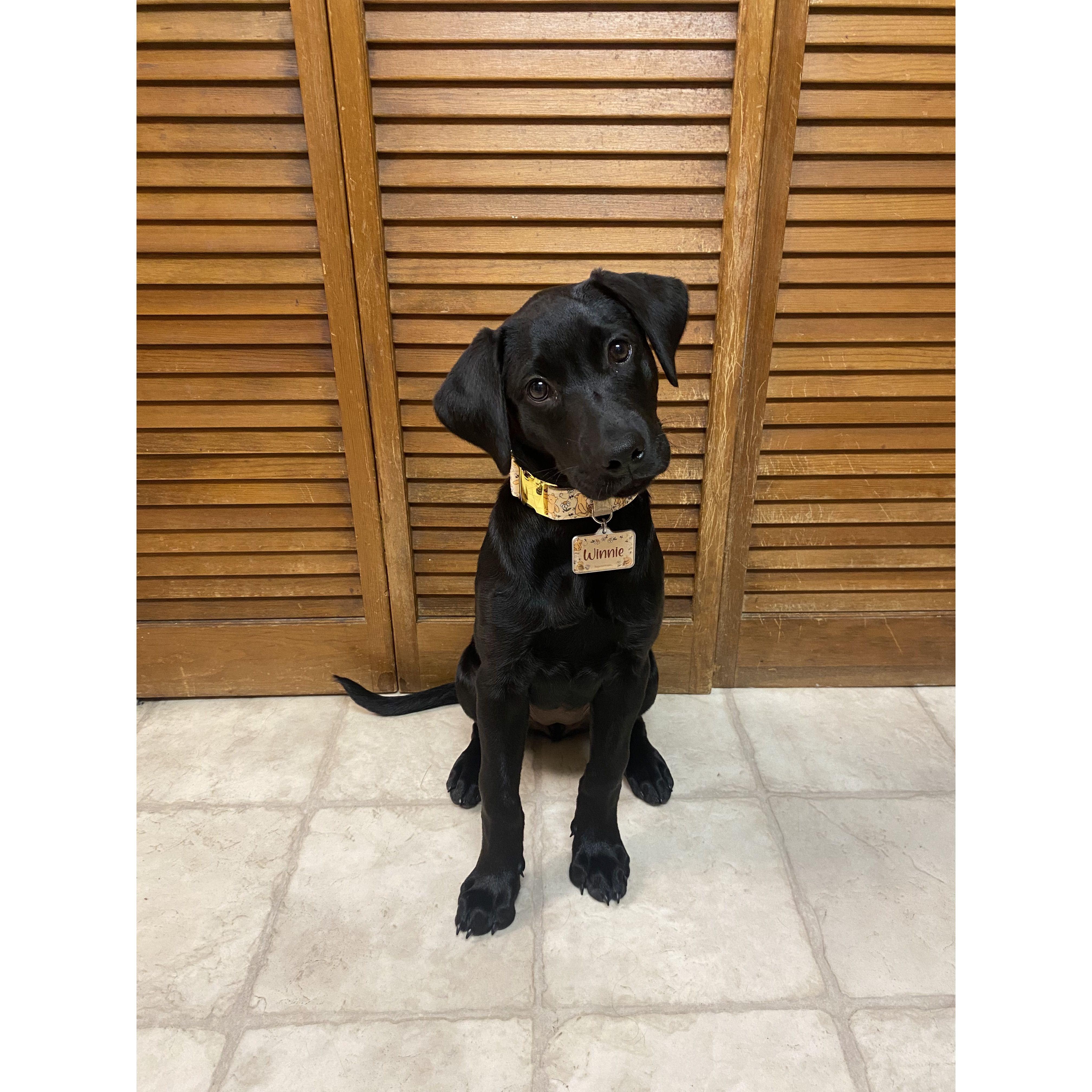 Our first dog named Winnie