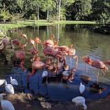 Sarasota Jungle Gardens