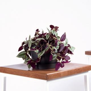 Tradescantia Zebrina